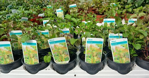 Mint orange mentha - mint, x