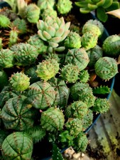 Euphorbia Pseudoglobosa STEM CUTTING - Grow Your Own Succulent Plant!