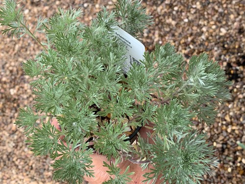 Artemisia schmidtiana nana - artemisia, 'nana' 