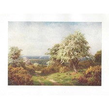 NEWLANDS CORNER Surrey -