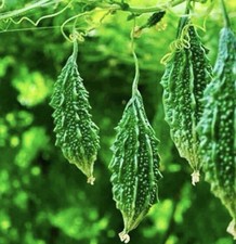 Bitter Gourd Plug/plant