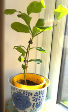 Citrus Lemon tree plant in