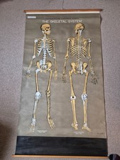 Vintage Anatomical Wall Chart – “The Skeletal System” – Adam Rouilly & Co.