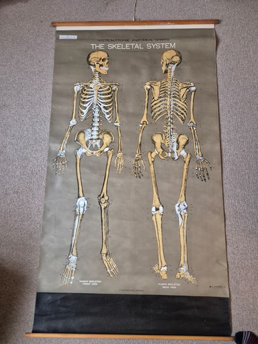Vintage anatomical wall - vintage,
