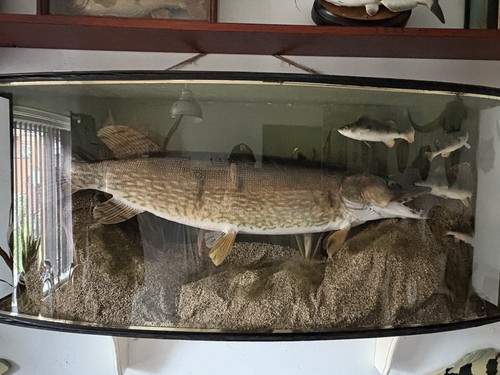 Taxidermy fish - taxidermy,