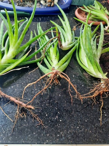 Aloe vera plant - root, for