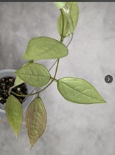 Rare Rooted Hoya Germany