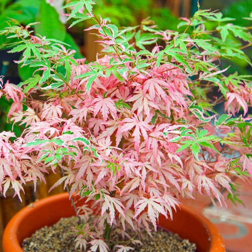 Acer iyoshi deciduous japanese - iyoshi,