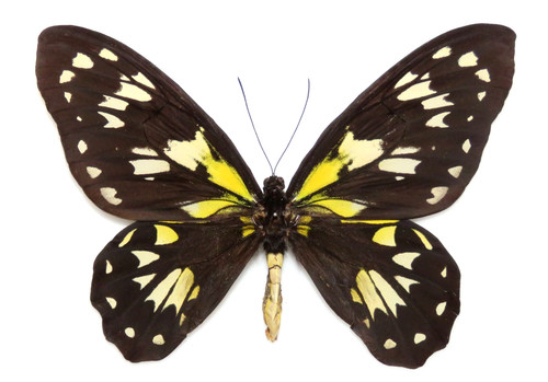 Ornithoptera victoriae