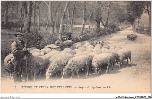 Aidp1 sheep 0066 - aidp1-sheep-0066, and