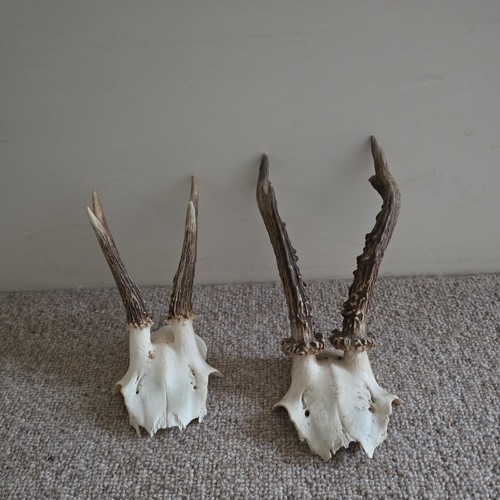 Taxidermy roe deer skull - roe,