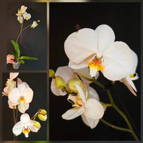 Phalaenopsis white yellow - phalaenopsis,