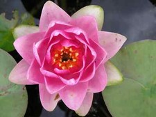 Nymphaea masaniello water - nymphaea,