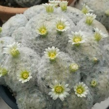 10 x Mammillaria Plumosa