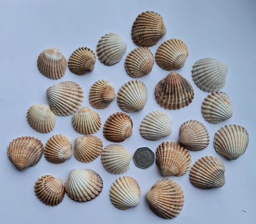 Medium cockle shells ideal - cockle, for