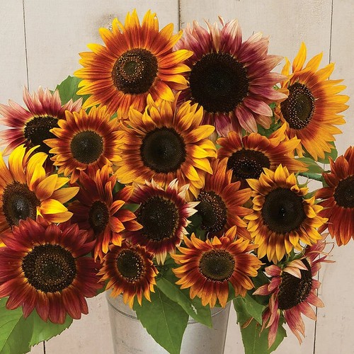 Autumn beauty sunflower - autumn,