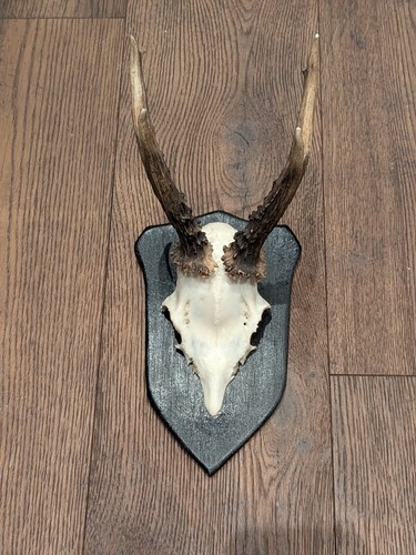 Mounted taxidermy roe deer - roe,