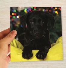 Black Labrador Christmas Cards & Packs Cute Black Lab Puppy Dog Xmas Cards