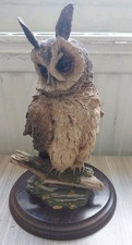 Country Artists Long-Eared Owl