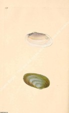 BRITISH SHELLS 1804 - PAINTER'S MUSSEL. PRINT : A MODERN COLOUR REPRINT OF AN O