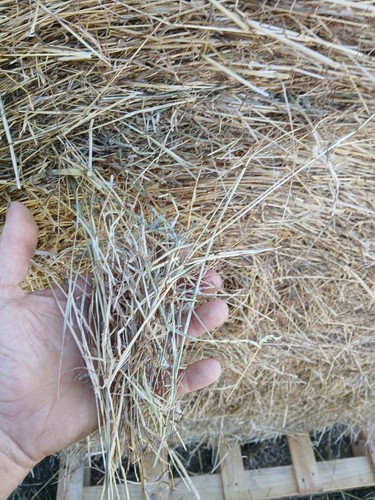 Hay bales round - bales,