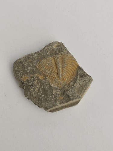 Trilobite fossil matrix - in,