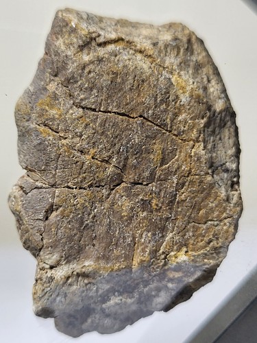 Triceratops dinosaur fossil - triceratops,