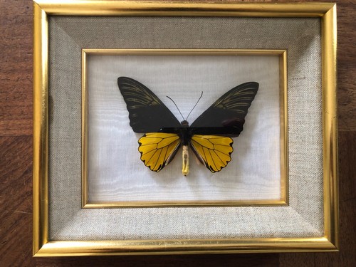 Entomology taxidermy - entomology,,