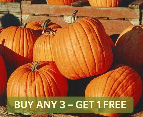Vegetable pumpkin seeds - seeds, jack