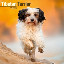 Tibetan Terrier Calendar 2026