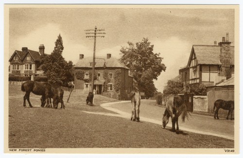 New forest ponies hampshire - ponies,