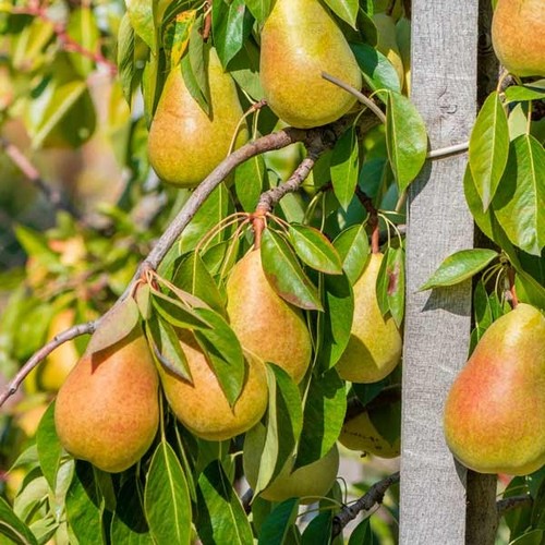 Clapp favourite pear tree - pear,