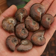 1pcs Specimen Fossil Ammolite