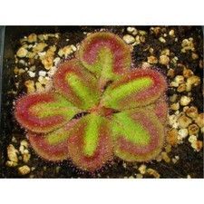 DROSERA ERYTHRORHIZA - 10 CARNIVOROUS PLANT seeds
