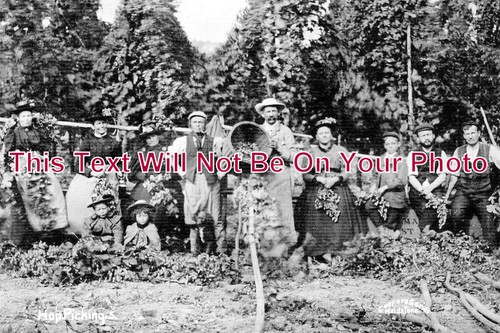 1826 hop picking - ke,