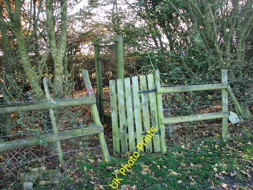 Photo 6x4 gate pheasant - 6x4,