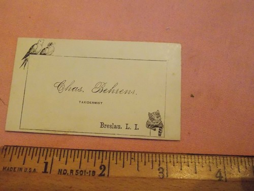 Rare 1880 behrens - behrens, taxidermy