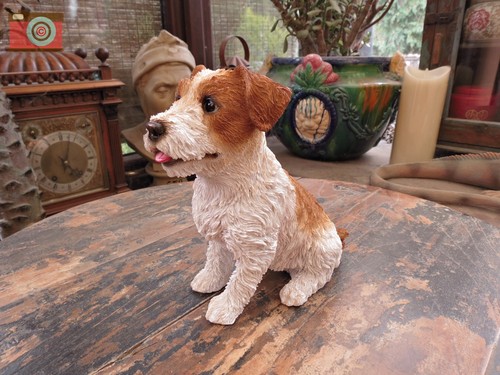 Wire haired jack russell - jack,