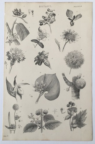 Flowers petals botanical - flowers,, petals,