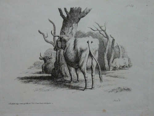 Cow samuel howitt - cow,,