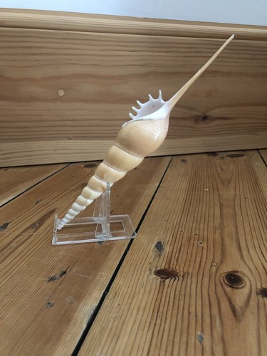 Spindle tibia seashell - spindle,
