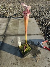 Sarracenia  H375K leucophylla