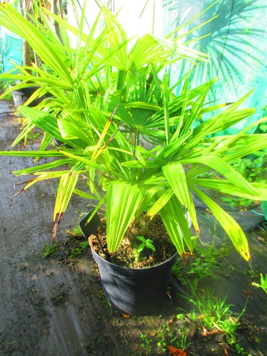 40inch inc pot - inc., hardy
