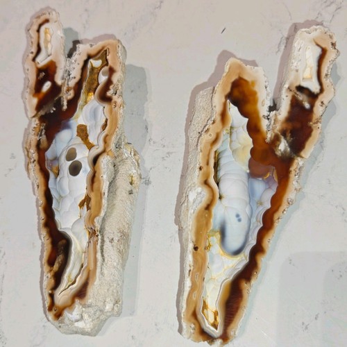 Agatized fossil coral pair - agatized,