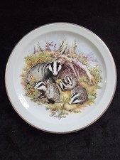 Badger wlidlife of Britain