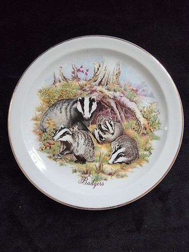 Badger wlidlife britain - wlidlife,