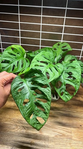 Monstera adansonii cuttings - monstera, 2x