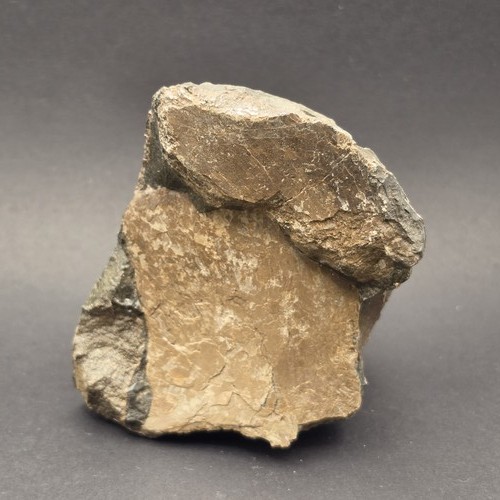 Whitby ichthyosaur bone fossil - ichthyosaur,