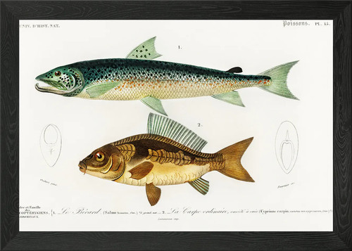 Salmo hamatus and cyprinus - salmo,