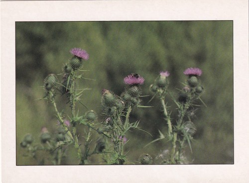 Scottish thistle wild - thistle,, "wild